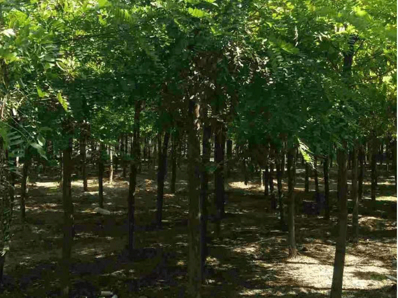 刺槐树如何培育？刺槐树田间管理