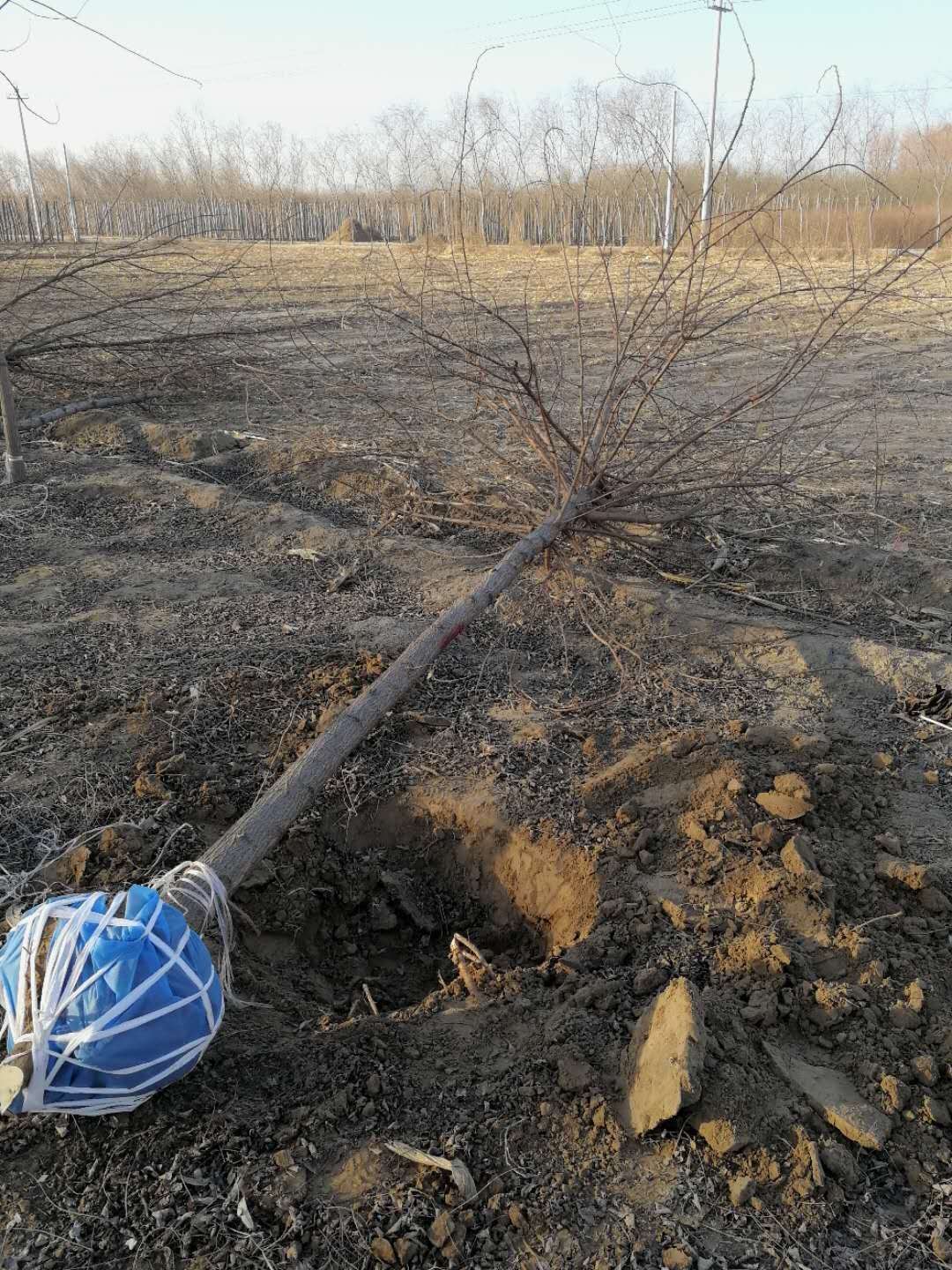 刺槐树如何培育？刺槐树田间管理