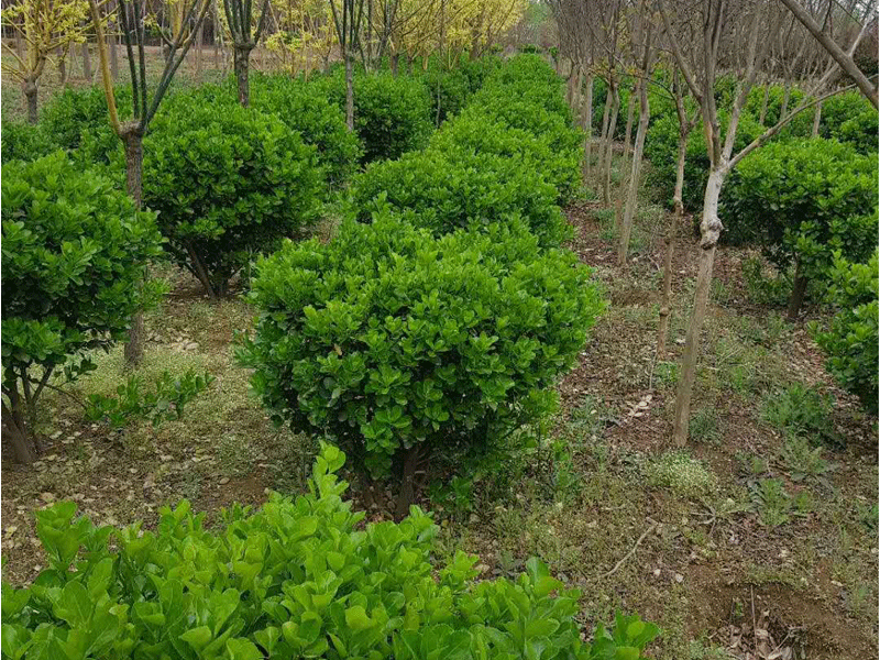 大叶黄杨球的栽培方法-种植大叶黄杨球窍门介绍