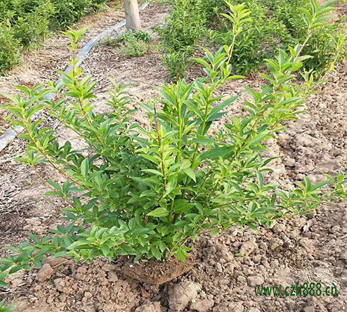 连翘几月份种植最好 培育连翘的注意事项