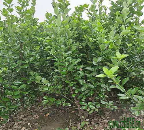大叶黄杨的栽培方法 种植大叶黄杨的窍门