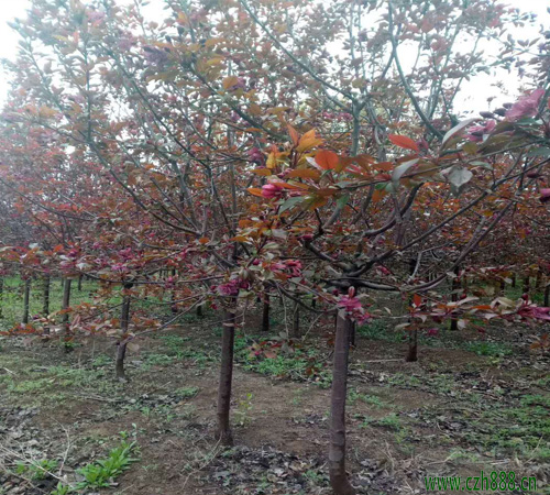 红宝石海棠种植方法 红宝石海棠的养护窍门