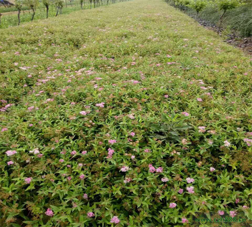 金山绣线菊种植方法 绣线菊的种植注意事项