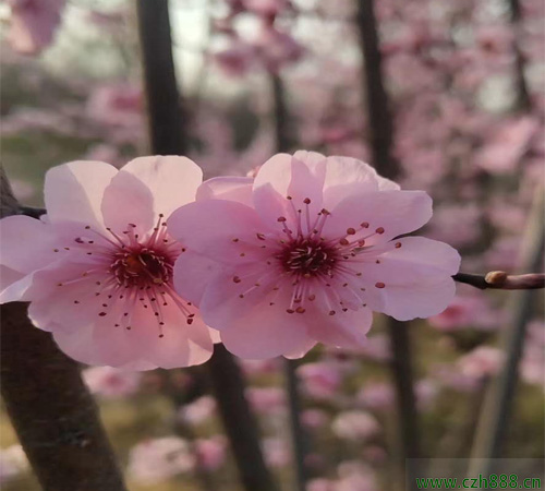 美人梅和梅花有什么不同？ 美人梅和梅花的区别