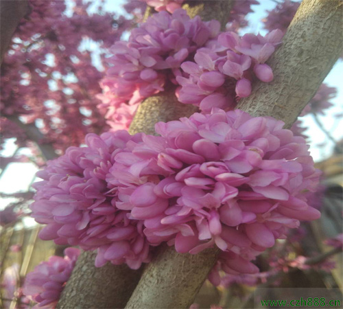 紫荆什么时候开花？ 紫荆的花期是什么时候？