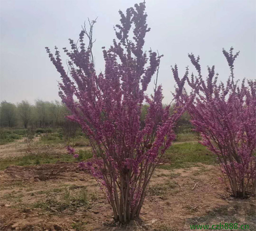 紫荆什么时候开花？ 紫荆的花期是什么时候？