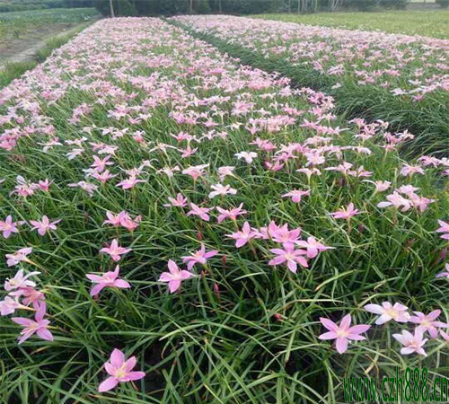 葱兰该怎么养植？ 家庭种植葱兰的小窍门