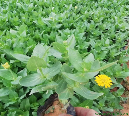 百日草的种植养护方法 白日草的病虫害防治