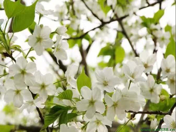 樱花的培育养护管理 樱花几月份开花？