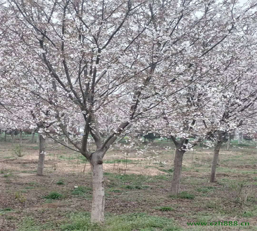 樱花形态有哪些特征？樱花养护方法