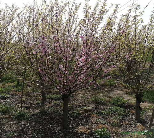榆叶梅的养植方法和注意事项 榆叶梅的生长环境