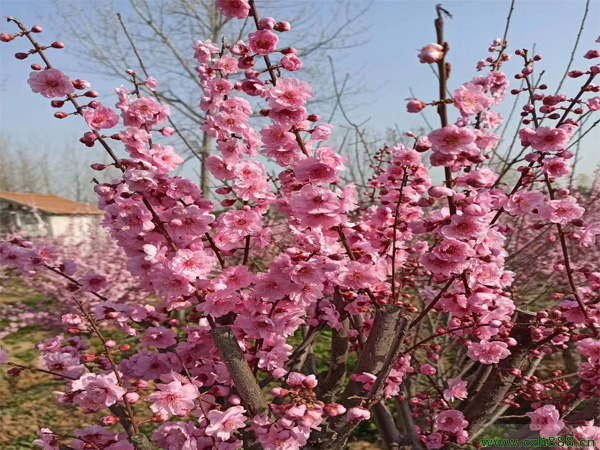 榆叶梅的养植方法和注意事项 榆叶梅的生长环境