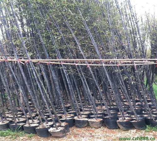 紫竹冬季如何养护？ 冬季养护紫竹的注意事项