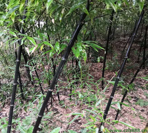 紫竹的种植方法和注意事项 紫竹的病虫害防治