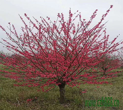 红叶碧桃的开花时间受哪些因素的影响？ 红叶碧桃开花时间
