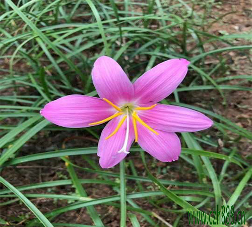 葱兰一年可以开几次花？ 葱兰开花的条件