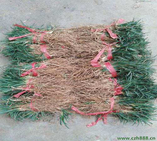 矮麦冬的养植方法和注意事项  矮麦冬的培养环境