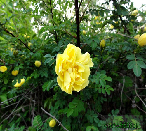 黄刺玫一般在什么季节开花？
