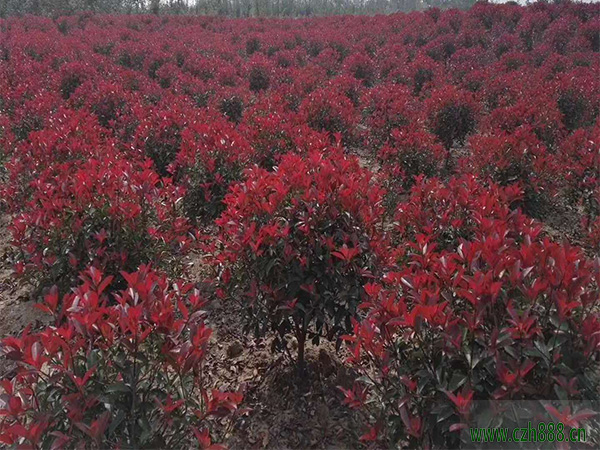 红叶石楠树种植方法介绍