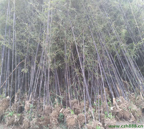 紫竹的种植办法和注意要点  紫竹的繁衍方法