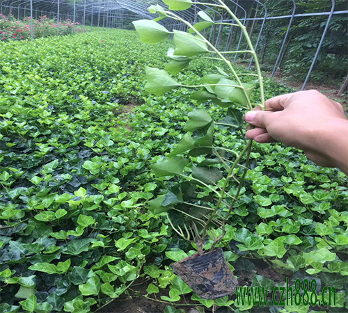 常青藤的种植方法  常青藤的养护方法