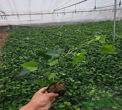 常青藤的种植方法  常青藤的养护方法
