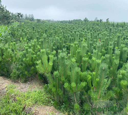 黑松的种植和养护 黑松种植和养护的注意事项