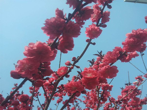 红叶碧桃的开花时间 红叶碧桃如何养护