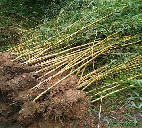 金镶玉竹的养护方法 金镶玉竹要注意病虫害防护