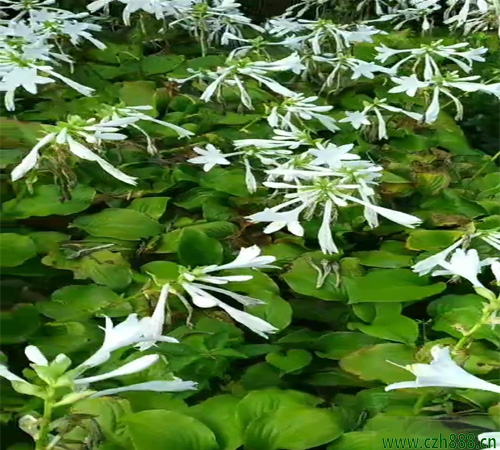 白花玉簪的养殖方法和注意事项 白花玉簪要适度修剪