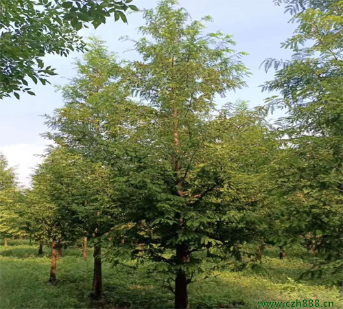 水杉木养殖方法介绍，水杉木对环境有哪些要求