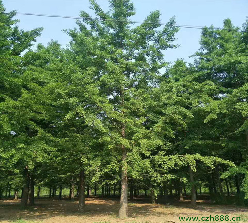 水杉树的生长环境有哪些要求？