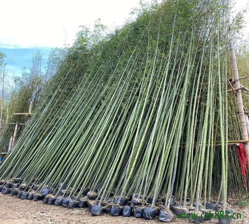 竹子的种类有哪些？ 竹子的的用途和经济价值