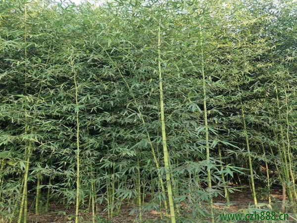 竹子的种类有哪些？ 竹子的的用途和经济价值