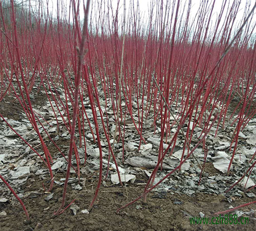 红瑞木的种植和养护  红瑞木要注意病虫防治