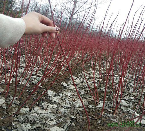 红瑞木的种植和养护  红瑞木要注意病虫防治