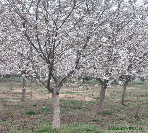 樱花如何养植管理 樱花的栽培管理