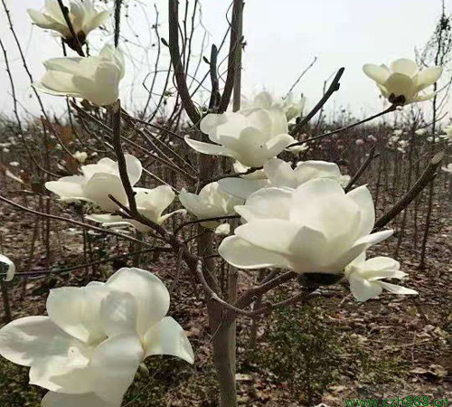 白玉兰花如何剪枝？看看这些方法