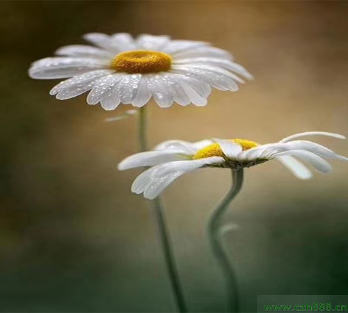 白晶菊的培育方法 白晶菊喜欢充足的阳光