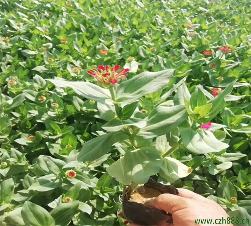 百日草养护多久浇一次水合适？