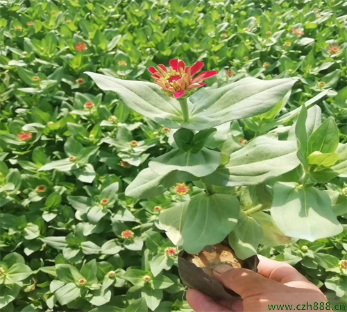 百日草几月份种植比较好？