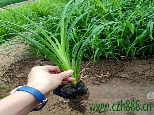 大花萱草的种植方法介绍 大花萱草要适当浇水