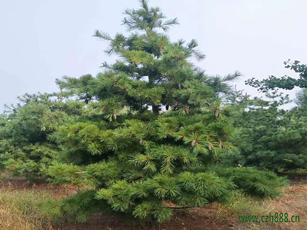 华山松的常见病虫害防治 华山松病虫害防治办法